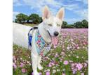 Adopt Ducati a Husky