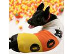 Adopt Cullen a German Shepherd Dog