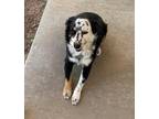 Adopt Pinto SC a Australian Shepherd