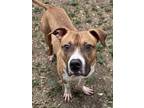 Adopt Sir Arthur SC a Mixed Breed
