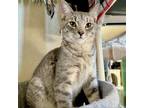 Adopt Simba a Domestic Short Hair