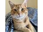 Adopt Tigger a Domestic Short Hair