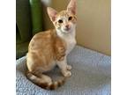 Adopt Mikey a Domestic Short Hair