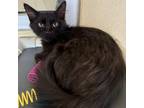 Adopt Nemo a Domestic Medium Hair