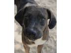 Adopt Garnet a Hound, Catahoula Leopard Dog
