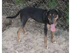 Adopt Briar a Hound