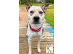 Adopt Shiloh a Australian Cattle Dog / Blue Heeler