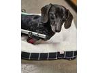 Adopt Samson a Dachshund