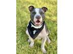 Adopt Sunny (In Foster) a American Staffordshire Terrier