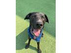 Adopt Yarrick a Black Labrador Retriever, Australian Cattle Dog / Blue Heeler