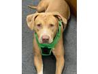 Adopt Timmy a Mixed Breed, American Staffordshire Terrier