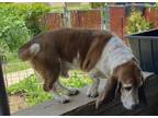 Adopt Elwood a Basset Hound