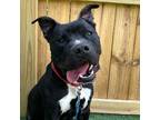 Adopt Indigo a Pit Bull Terrier