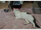 Adopt Elijah a Domestic Short Hair
