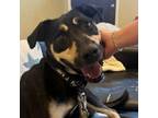 Adopt Pete a Mixed Breed