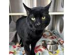 Adopt Vanderbilt a Domestic Short Hair