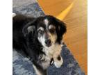 Adopt Shadow a Australian Shepherd