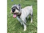 Adopt 2407-0086 Diezel a Schnauzer