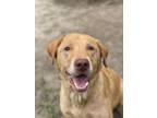 Adopt 2407-0083 Meelo (Off Site Foster) a Labrador Retriever