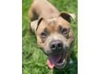 Adopt 2407-0680 Charlie Brown (Off Site Foster) a Pit Bull Terrier