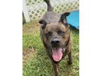 Adopt 2407-0090 Jackson a German Shepherd Dog