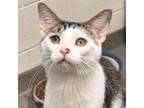 Adopt Taco a Domestic Short Hair