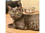 Adopt Pete a Havana