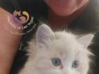 GOOSIE And ROCCO Last Kitten