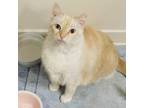 Adopt Merr a Domestic Short Hair