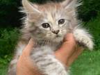 Maine Coon Kittens