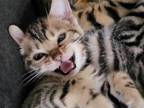 Bengals Pure Cuties
