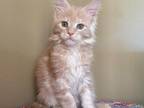 HS LILY Cream Maine Coon Kitten