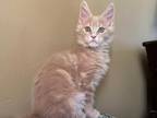 HS MIA Cream Maine Coon Girl