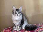 HS DOLLY Black Ticked Tabby Maine Coon