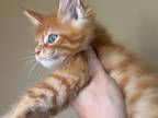 HS PHOENIX Red Orange Maine Coon