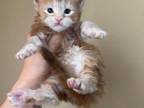 HS RUBY Orange Mainecoon Kitten