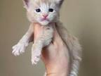 HS CARAMEL Cream Maine Coon Girl