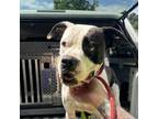 Adopt Brody a Boxer, Mixed Breed