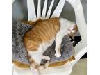 Adopt Finnigan a Domestic Short Hair