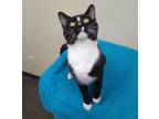 Adopt Colby a Domestic Short Hair