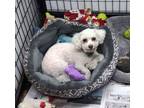 Adopt Utz a Bichon Frise