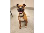 Adopt Orson a Boxer
