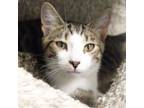 Adopt Schneider a Domestic Short Hair