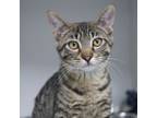 Adopt Cisco(Bonded with Summer) a Domestic Short Hair