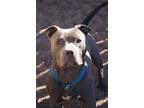 Adopt Hippo ***RESCUE CENTER*** a Pit Bull Terrier