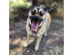 Adopt Missy - Chino Hills Location a Pug, Shepherd