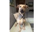 Adopt Mateo a Basset Hound