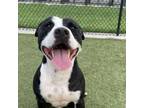 Adopt Jam a Pit Bull Terrier