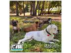 Adopt Mason a Boxer