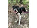 Adopt Bishop a Pit Bull Terrier